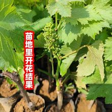 葡萄苖巨峰夏黑阳光玫瑰盆栽庭院爬藤南北北方种植无籽葡萄树苗