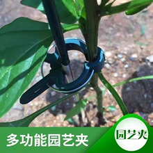 �@ˇ���߈@ˇ�@�ֱ���A�A�Ӻ����m���bֲ�����l�F؛�羳���Ϸ���