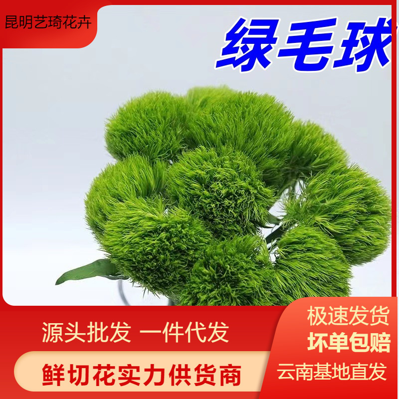 Green Fur Ball Yunnan Base Flower Wholesale Flower Shop Home Office Flower Arrangement Stall Flower Material One Piece Free Shipping
