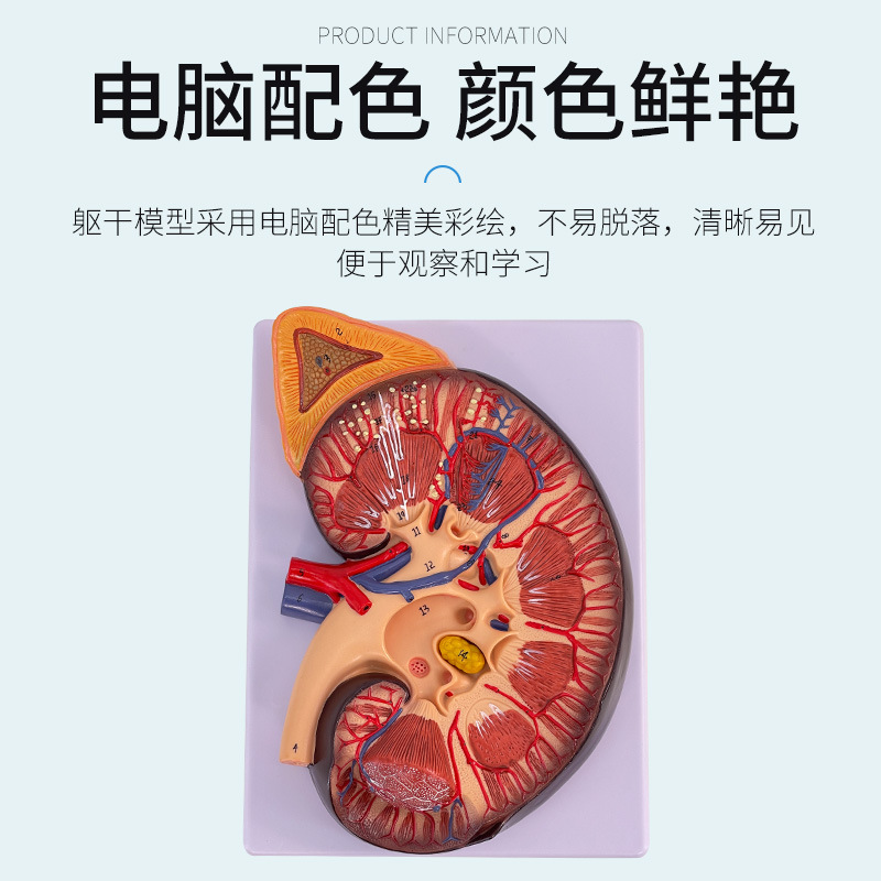 ��������ģ�� ��Ȼ�������ʸ������� 3���Ŵ��� ����������������