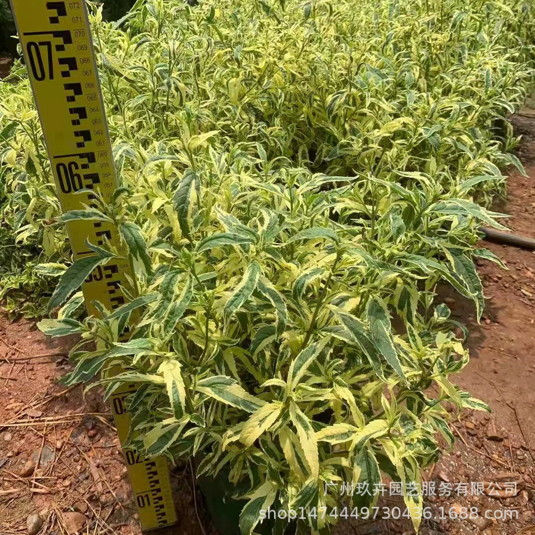 Цветок и лист Perrin Цветок и лист Горшечное растение Гостиная Балкон Горшечное растение Цветочная кровать Цветочное зеркало Парк Двор Цветочное зеркало Зеленое растение