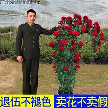 元试种 藤本月季蔷薇花苗大花爬藤植物四季开花卉浓香玫瑰盆栽