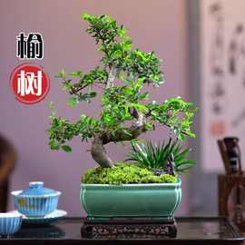 小叶榆树老桩榔榆s弯造型盆景花卉绿植客厅办公室桌面植物新中式
