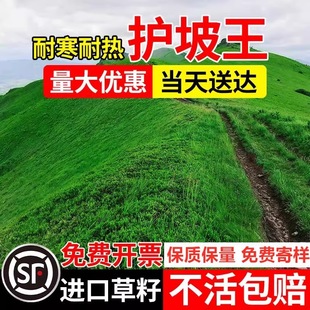 Evergreen Slope Protection, Soil Fixation, Cold-Resistant and Drought-Resistant Slope Greening, Lawn Grass Seeds, No Pruning, Ryegrass, Tall Fescue Seeds