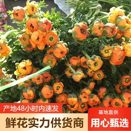 鲜切花;园艺工具;营养液