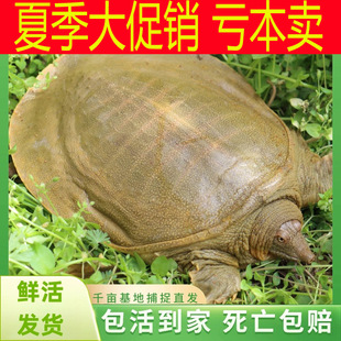 南平市建阳区崔若神百货商行