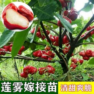 黑金剛蓮霧苗圖片- 海量高清黑金剛蓮霧苗圖片大全- 阿里巴巴