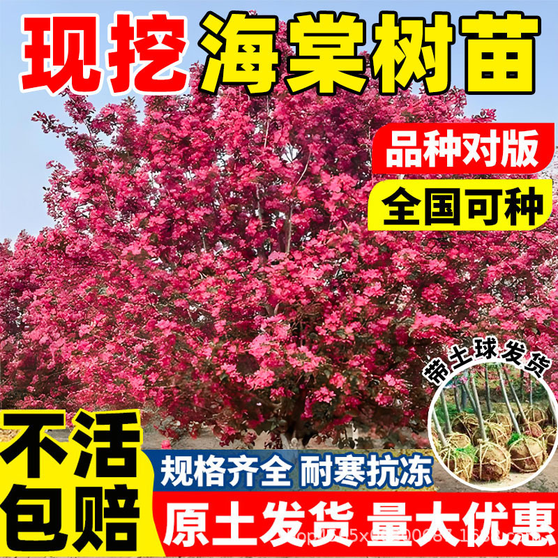 海棠树苗庭院地栽西府垂丝海棠树耐寒冻北方种植盆栽花卉风景树
