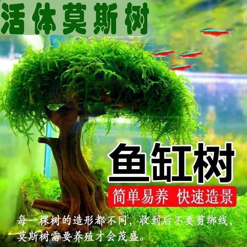 鱼缸造景莫斯树鱼缸树真树沉木水造景懒人造景无需底沙鱼缸摆件|undefined