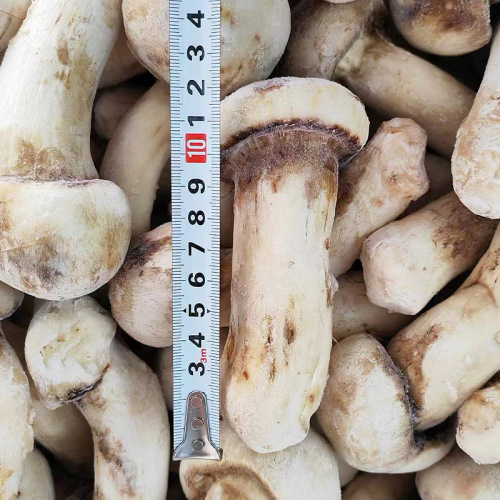 Fresh frozen matsutake, delicious bulk frozen matsutake, direct supply from Yunnan Plateau, dry goods, mushroom origin wholesale and delivery