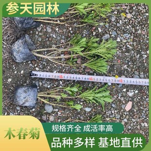 ľ���� ľ�������l �߶ȹڷ�20~40���ֿ��x ���̾G���ݻ�����