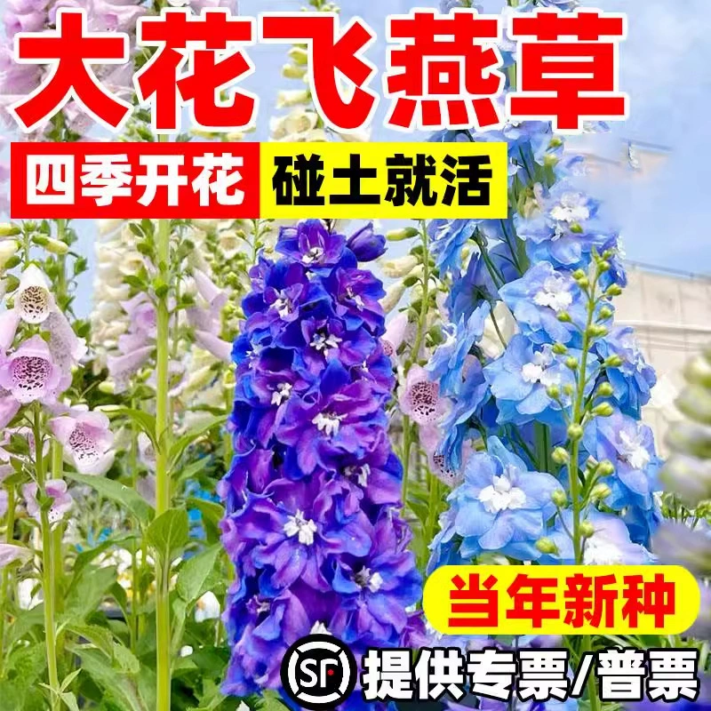 Семена садовых цветов Delphinium grandiflorum для всесезонного посадки и цветения, семена цветов осеннего дельфиниума смешанного цвета в помещении.