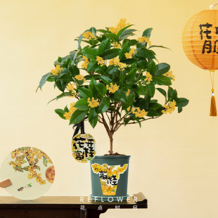 ���c�r�g�������ļ�����糣���_ ??��ֲ�ﻨ�ܺ��B��Gֲ�͏d