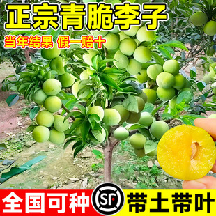 ����������Ә������������Ե������A����Ʒ�N�ش�̖�ϱ����Nֲ