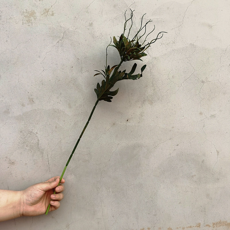 단일 작은 epiphyllum