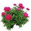 Peony root block with buds and peony, root peony peony flower root ball, blooming indoor courtyard green potted plants