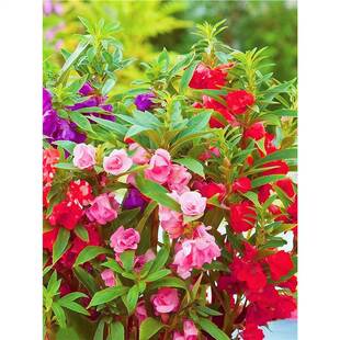 �ذ�軨�P�ɻ��N��ָ�׻����տ��׻�ͥԺ�Nֲ�ļ����N���ܷN����