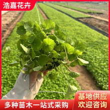 二月兰盆栽营养杯苗宿根盆栽 诸葛菜花海设计绿化 耐阴旱二月兰苗