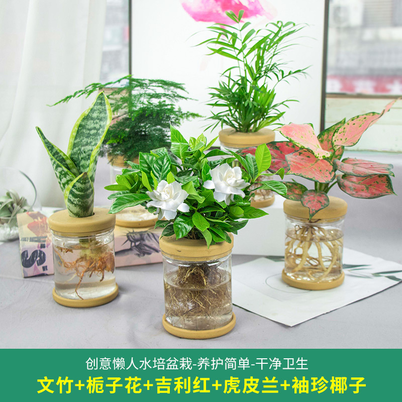 Plantas hidropónicas en maceta de flores de oficina de flores pequeñas plantas verdes en todas las estaciones, fácil de cultivar plantas en maceta de agua suculenta.