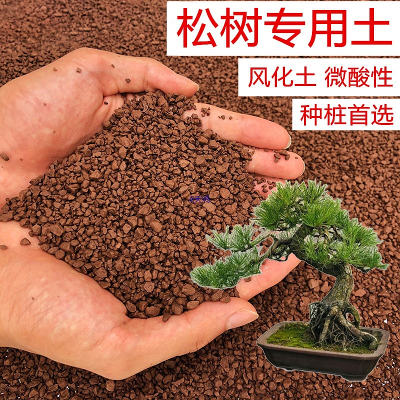 松树土五针松罗汉松黑松黄山松土风化土红土酸性土壤盆景土