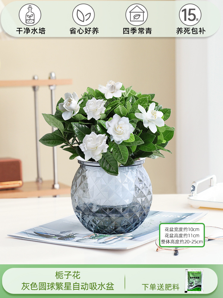 치자나무(회색 볼 별 자동 흡수 대야)