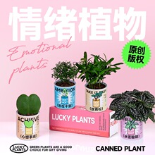 罗汉松植物客厅办公室桌面工位一片心多肉小盆栽吸甲醛四季好养活