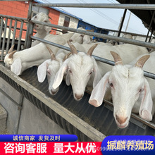 白山羊养殖场直销种美国白山羊小羊羔多少一只种羊肉羊活羊