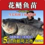 特大号养殖淡水大头鱼草鱼苗