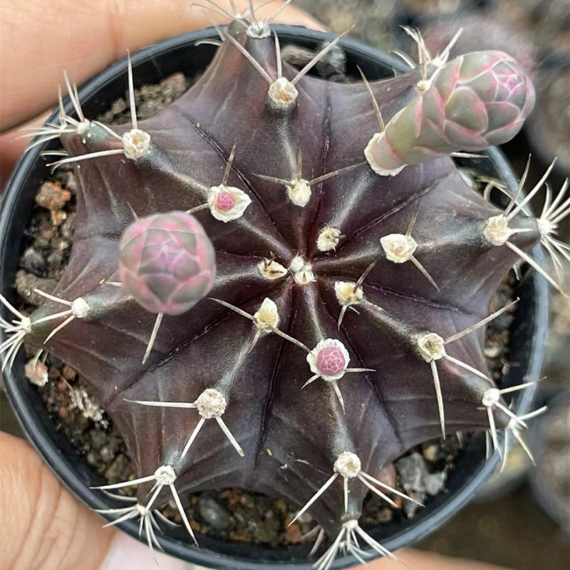 大仙人球コレクション、鉢植えの開花仙人掌、多肉植物、星兜瑞昌玉、玉龍鳳玉、玉翁|undefined