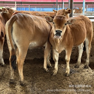 ����С�Sţ��ţ���BֳƷ�N������ţ�r�����Sţ�Ј������B