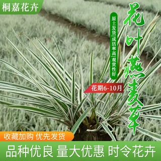 青州花叶燕麦草杯苗基地露天宿根地耐寒燕麦草植物绿化园林银边草
