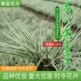 青州园林基地植物银边草