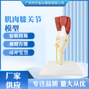 Human Joint Attached Musculoskeletal Model Knee Joint Sports System Teaching Orthopedic Large Quantity Discount