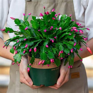 Crab Claw Orchid Large Seedling Potted Plant with Buds, Crab Claw Orchid Double Petals Bloom in All Seasons, Multi-Color Florals That Are Easy to Grow