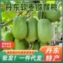 东北丹东新鲜孕妇奇异果