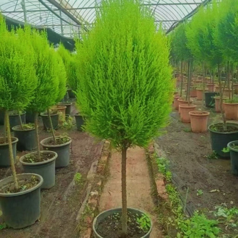 ∑∶ ◇ ±〈고품질 막대사탕 100cm개 정도∝