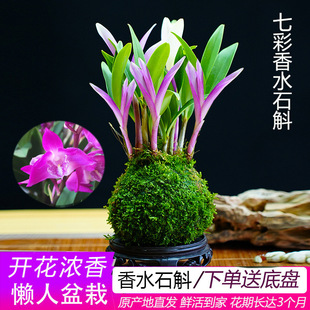 ��Ʒ�߲���ˮʯ���m��������ˮ���_�������҃�����Gֲ���Ի���
