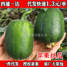 �O���z�ϷN�Ӳ˹ϷN�������ѷN��ͥ �N�˲��N�߲˲����ļ��N����0