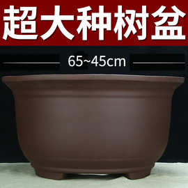 特大号紫砂花盆种树老桩60cm以上种发财树铁树陶瓷盆