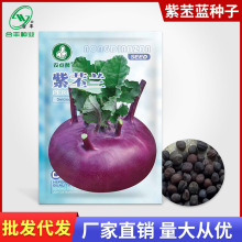 紫苤蓝种子500粒/袋 大头咸菜疙瘩球茎甘蓝籽擘蓝玉蔓蔬菜子批发