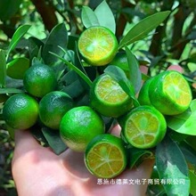 ����С��ۘ��箔�������޽������̨��ۙ�������С����
