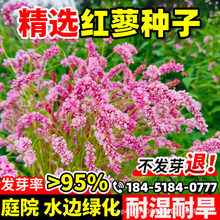 �tޤ�N�Ӯ�������ˮ�t���N��ޤ����ș�Ĳݱ�ֲ�ﻨ�������ļ����N