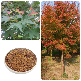 ʘNuצʷNʏ~ʷNեǗѪƤʲlʷN