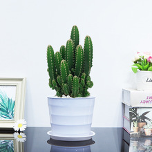 �f��ɽ�������ƶ���ֲ�ﻨ�ܾGֲ�����̨�ļ����B�׻�Gֲ������