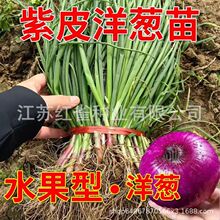 ���a��ֱ�l��ˮ�����[���ӼtƤ�ͺ��������ڷNֲ��Ƥ���r�������