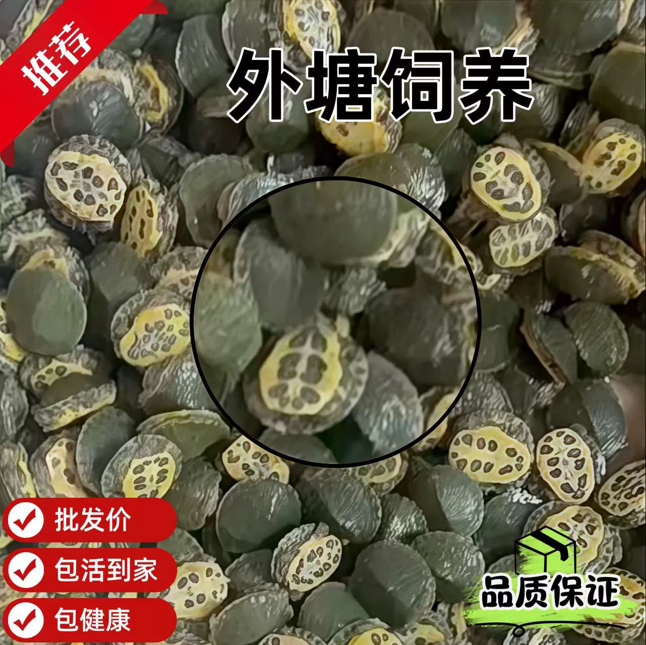 Бразильские черепахи оптом, маленькие черепахи, выращиваемые в открытом водоеме, популярны на зоомаркетах, подходят для начинающих владельцев для разведения в качестве небольших домашних животных.