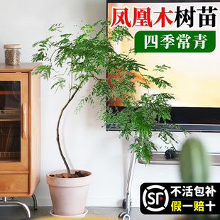 �P��ľ�������Լt��麴��G��ֲ���҃ȿ͏d�Gֲ�쾰���T���L����