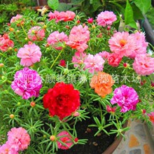 重瓣混色四季易种易活开花不断庭院室外死不了花种籽子太阳花种子