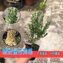 广东雀舌黄杨木盆景树苗小叶皱皮盆景造型阳台黑珍珠小叶瓜子