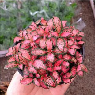 һ�����l�W�y��ֲ�������k����С���Ի�̦�\ƿ����΢���^�辰����